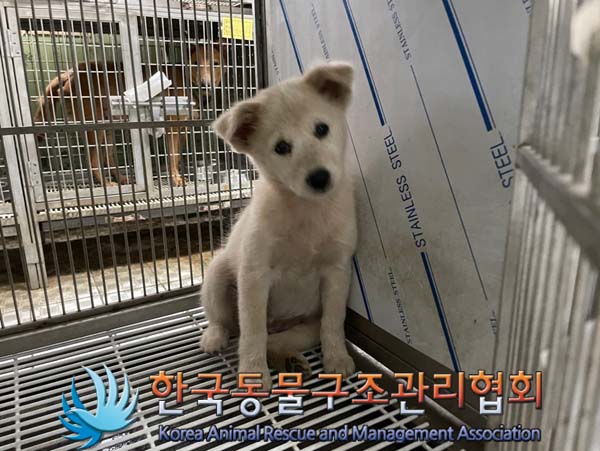 한국동물구조관리협회_441560202401087
